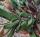 Gasteria  baylissiana